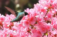 <h2></h2><p>Humming Bird feeding. </p>